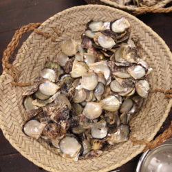 ورشة تنظيف أصداف الفلج